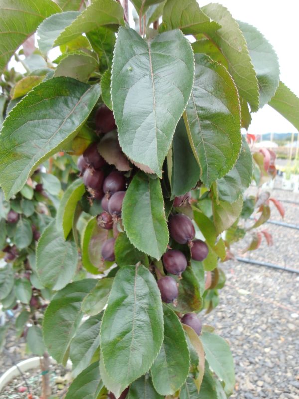 Malus Red Splendor Crab-pink