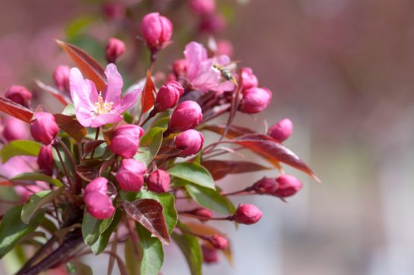 Malus Red Splendor Crab-pink - Image 2