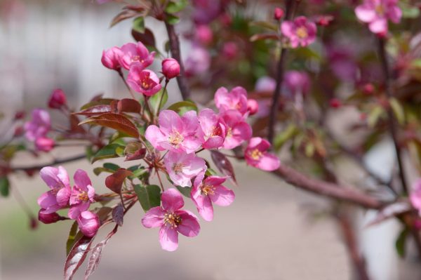 Malus Red Splendor Crab-pink - Image 3