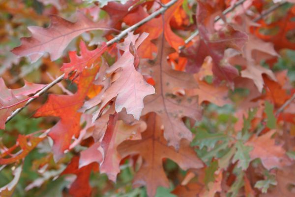 Quercus palustris Pin Oak