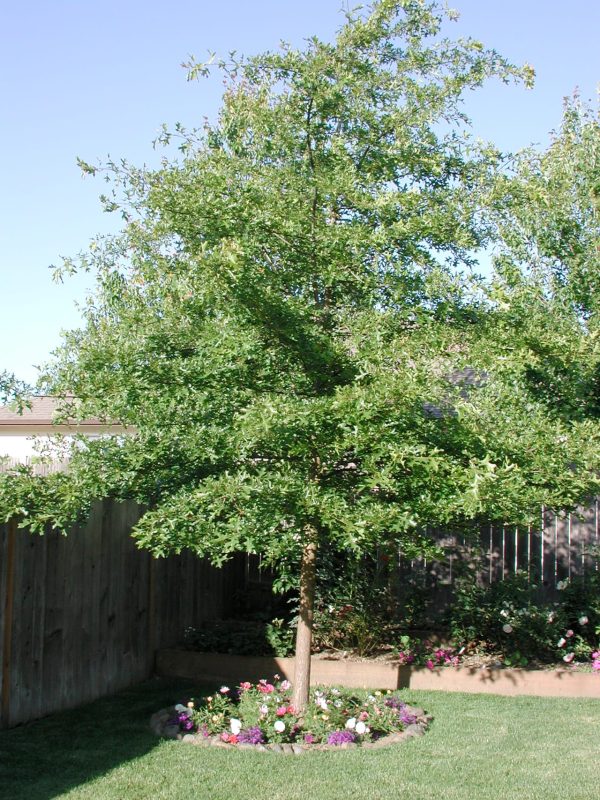 Quercus palustris Pin Oak - Image 2